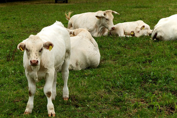 Obraz premium Kühe auf der Weide