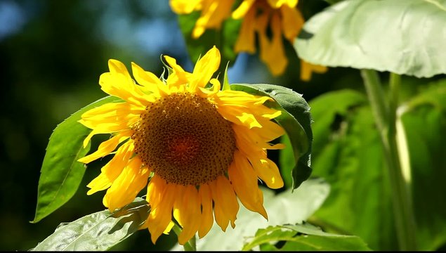 Beautiful sunflower with green leaves