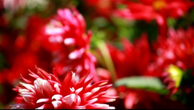 Red dahlia flower at morning light in green garden