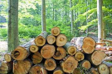 Wood in the forest