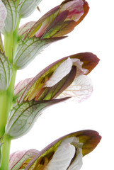 Fototapeta na wymiar leaf-flower
