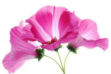 pink lavatera flowers