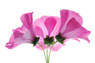 Obraz premium lavatera flowers