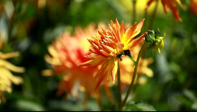 Dahlia flower at morning light in green garden