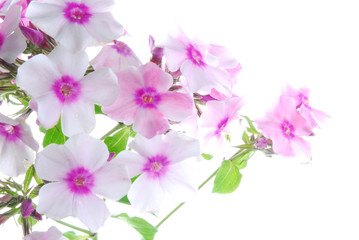 white and pink flowers