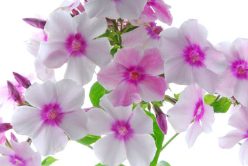 Fototapeta na wymiar white and pink flowers