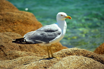 Obraz premium Seagull