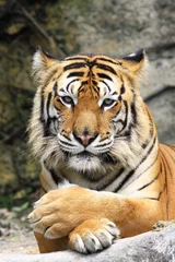 Zelfklevend Fotobehang tijger © kamonrat