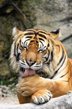 close up of a tiger's face with cleaning self