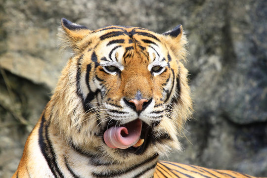 close up of a tiger's face
