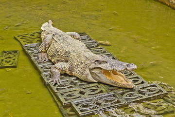 crocodile
