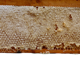 Honeycomb frame