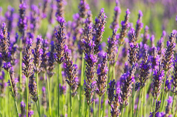 Obraz premium Lavendel - lavender 62