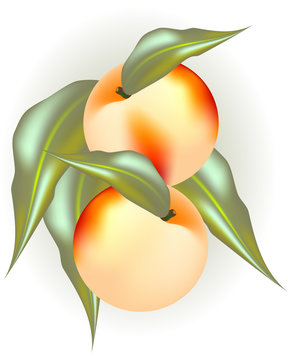 fresh peach fruit in season