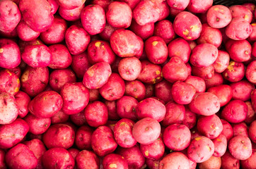 Fresh picked red potatoes