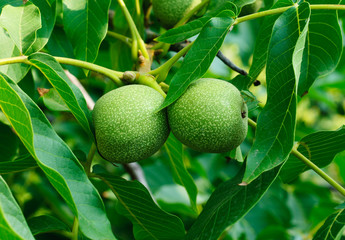 Greek nuts still have not ripened  on the tree