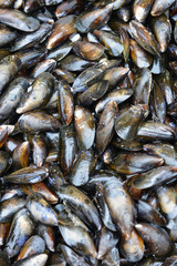 mussels in the store on display