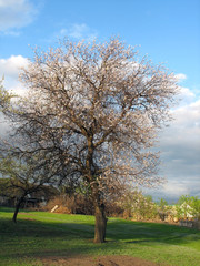 дерево абрикоса