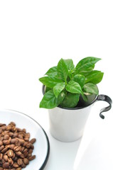 コーヒーの木とコーヒー豆