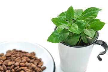 コーヒーの木とコーヒー豆