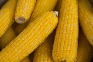 Boiled Corn