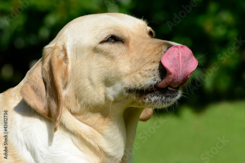 "Hund leckt Nase" Stockfotos und lizenzfreie Bilder auf