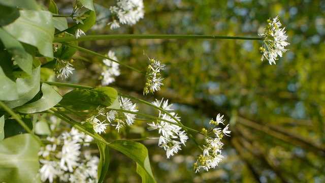 Wild garlic (Allium ursinum).