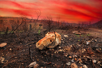 After forest fire