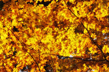 Colorful autumn leaves background