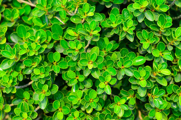 Fototapeta na wymiar texture of green plant