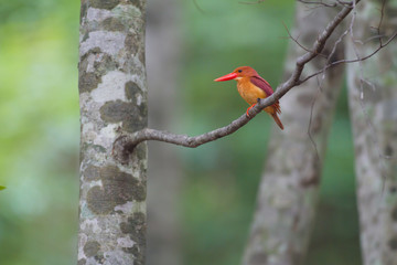 アカショウビン