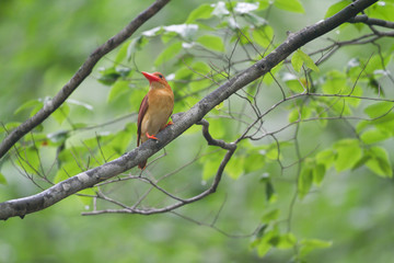 アカショウビン