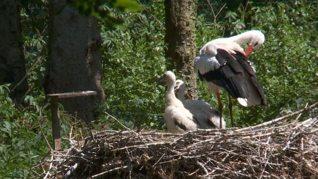 Wei&szlig;storch