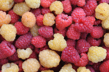 Garden raspberries