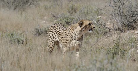 Hunting cheetah in the kgalagadi transfrontier park,