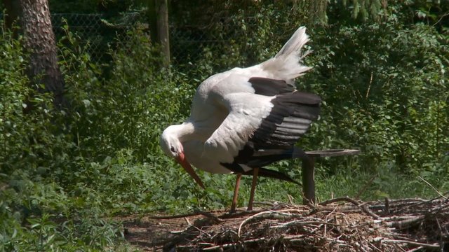 Wei&szlig;storch