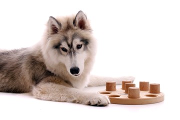 junger Hund Husky fordert Spiel