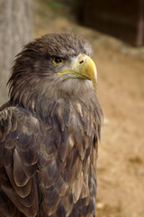 Fototapeta premium Beautiful eagle in ZOO