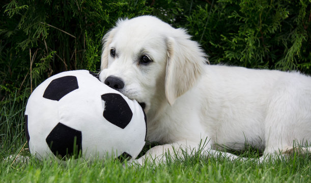 Golden retriever Puppy with ball