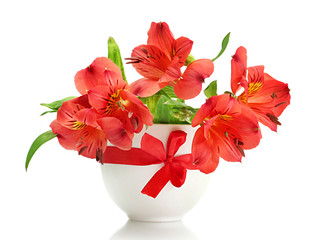 alstroemeria red flowers in vase isolated on white