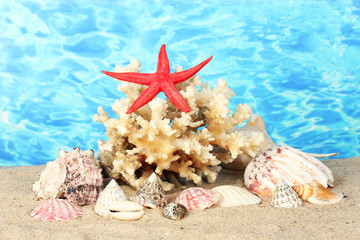 Sea coral with shells on water background close-up