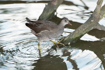 Young Common Moorhen