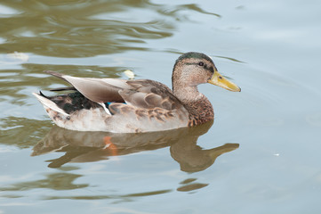 Female Duck swimming in the pond.