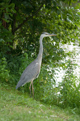 Grey Heron standing in the river bank in the grass