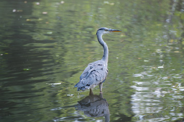 Grey Heron standing in a pond