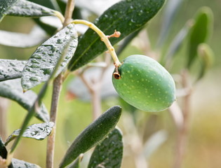Green olive on the branch