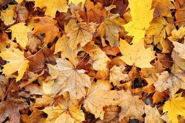 autumn leaves