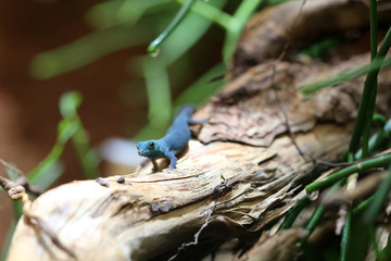 Himmelblauer Zwerggecko