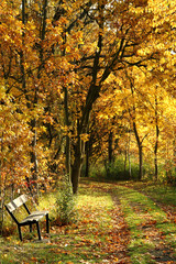 Naklejki  ławka w jesiennym parku