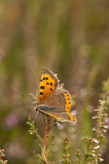 Fototapeta na wymiar oranger Schmetterling